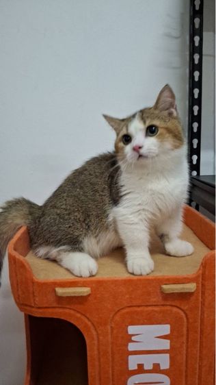 ต้าวน้อยพุดดิ้ง รูปที่ 13