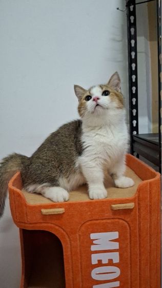 ต้าวน้อยพุดดิ้ง รูปที่ 10