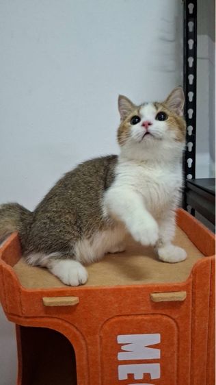 ต้าวน้อยพุดดิ้ง รูปที่ 6