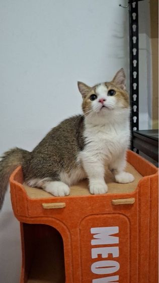 ต้าวน้อยพุดดิ้ง รูปที่ 11