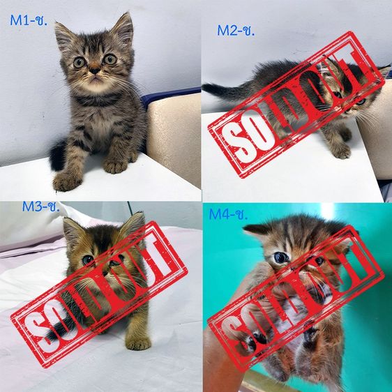 ฝาก หลานๆ สก็อตติส ผสม บริสติช ให้พิจราณาด้วยครับ