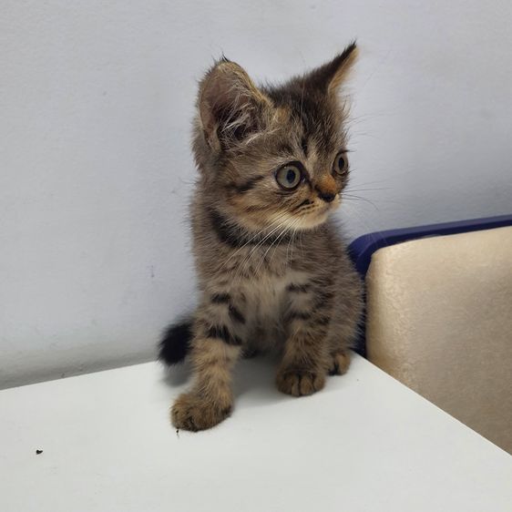 ฝาก หลานๆ สก็อตติส ผสม บริสติช ให้พิจราณาด้วยครับ รูปที่ 4