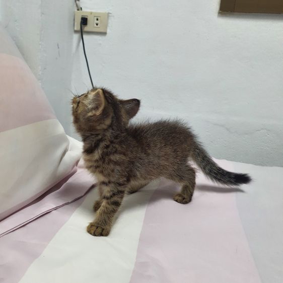 ฝาก หลานๆ สก็อตติส ผสม บริสติช ให้พิจราณาด้วยครับ รูปที่ 10