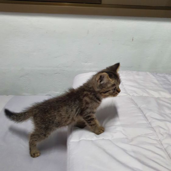 ฝาก หลานๆ สก็อตติส ผสม บริสติช ให้พิจราณาด้วยครับ รูปที่ 7