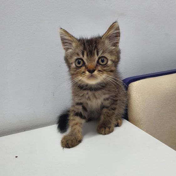 ฝาก หลานๆ สก็อตติส ผสม บริสติช ให้พิจราณาด้วยครับ รูปที่ 5