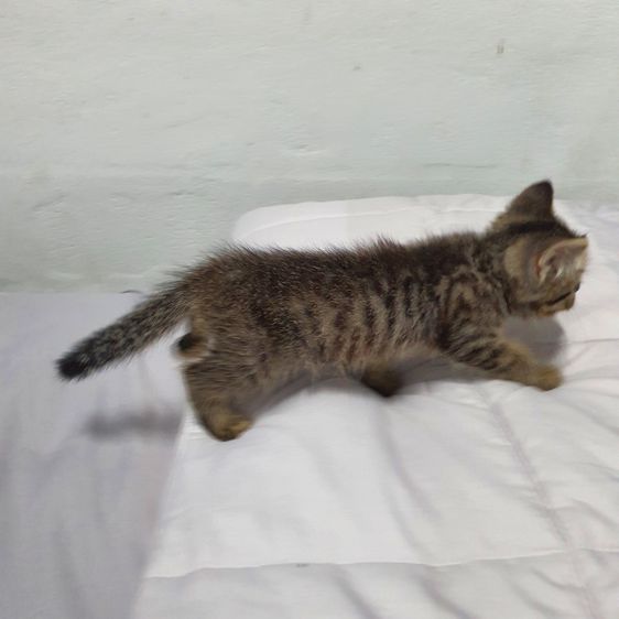 ฝาก หลานๆ สก็อตติส ผสม บริสติช ให้พิจราณาด้วยครับ รูปที่ 6