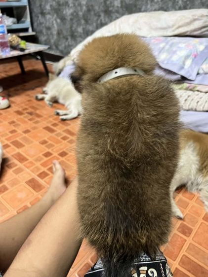 ลูกสุนัข