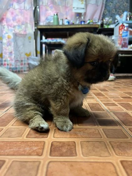 ลูกสุนัข รูปที่ 2