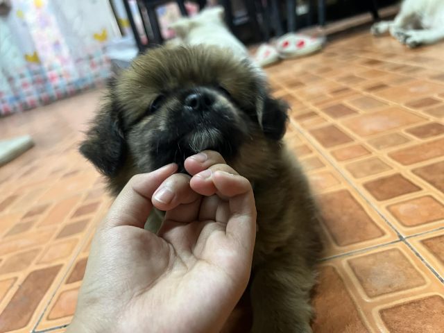 ลูกสุนัข รูปที่ 3