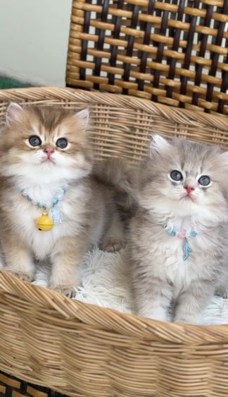 แมวบริติช ญ ช