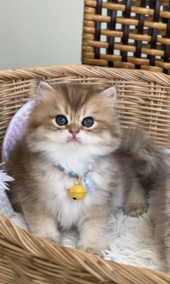 แมวบริติช ญ ช รูปที่ 4