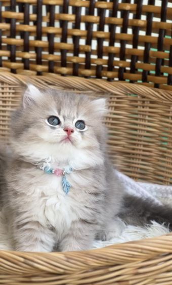 แมวบริติช ญ ช รูปที่ 2