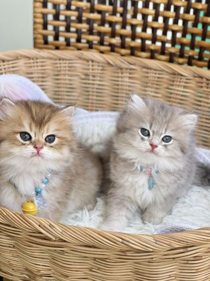 แมวบริติช ญ ช รูปที่ 3