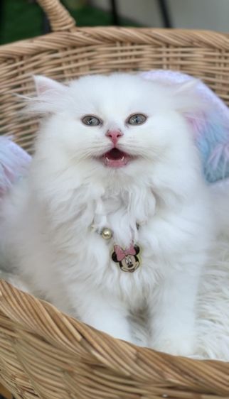 ดญ.สก็อตติช รูปที่ 3