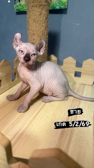 แมวสฟิงซ์