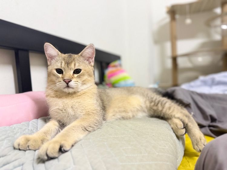 บริติชชายแบ่งเลี้ยง 5 เดือน