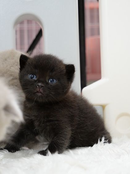 แมวบริติชช๊อตแฮร์(WCF)เพศชายสีดำ