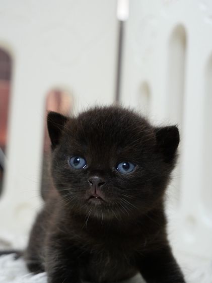 แมวบริติชช๊อตแฮร์(WCF)เพศชายสีดำ รูปที่ 2