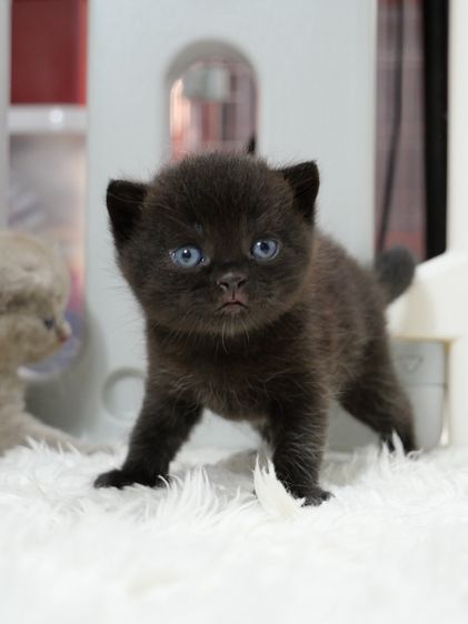 แมวบริติชช๊อตแฮร์(WCF)เพศชายสีดำ รูปที่ 8