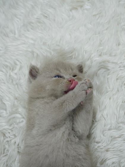 แมวบริติชช๊อตแฮร์(WCF)เพศชายสีไลแลก01 รูปที่ 7