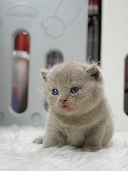 บริติช ชอร์ตแฮร์ (British Shorthair) แมวบริติชช๊อตแฮร์(WCF)เพศชายสีไลแลก01