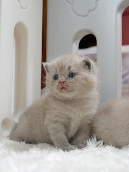 บริติช ชอร์ตแฮร์ (British Shorthair) แมวบริติชช๊อตแฮร์(WCF)เพศชายสีไลแลก02