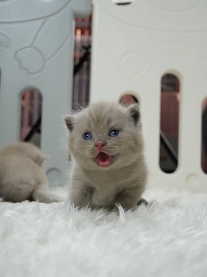 แมวบริติชช๊อตแฮร์(WCF)เพศชายสีไลแลก02 รูปที่ 6