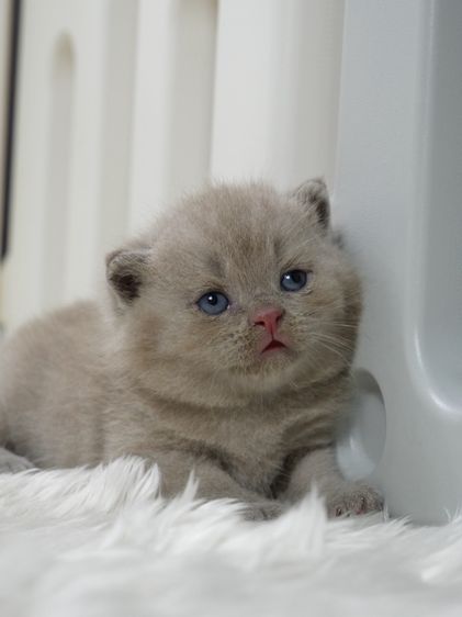 แมวบริติชช๊อตแฮร์(WCF)เพศชายสีไลแลก02 รูปที่ 3