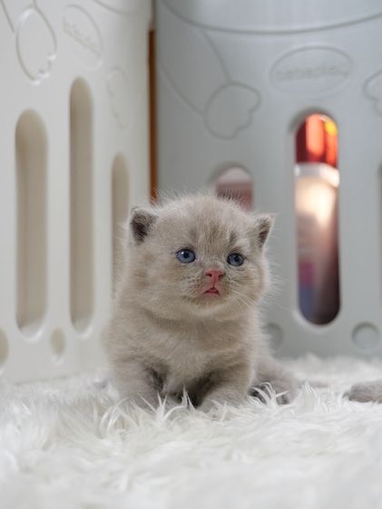 แมวบริติชช๊อตแฮร์(WCF)เพศชายสีไลแลก02 รูปที่ 2