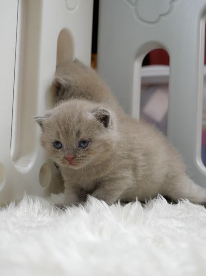 แมวบริติชช๊อตแฮร์(WCF)เพศชายสีไลแลก02 รูปที่ 5