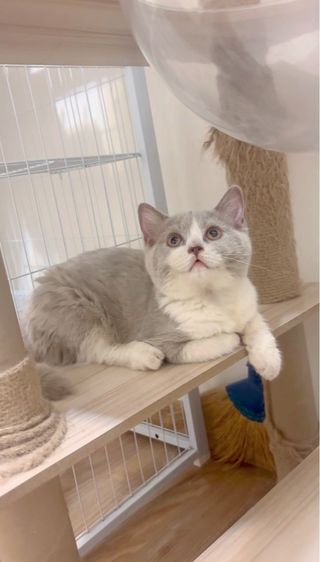 บริติชช็อตแฮร์ รูปที่ 2