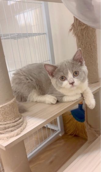 บริติช ชอร์ตแฮร์ (British Shorthair) บริติชช็อตแฮร์