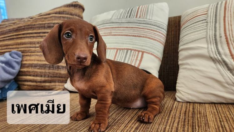 ดัชชุน Std. แท้พร้อมย้ายบ้าน ช. 1 ญ. 1  อยู่ปทุมธานี 0828658007  Tel-line เบอร์นี้ครับ