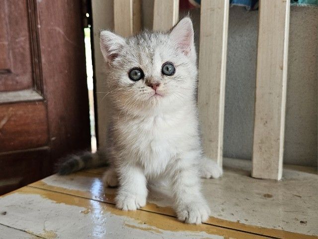 บริติช รูปที่ 3