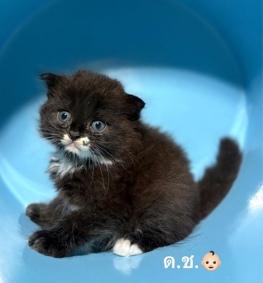 น้องรถถัง