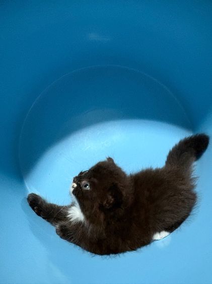น้องรถถัง รูปที่ 4