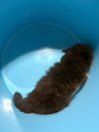 น้องรถถัง รูปที่ 5