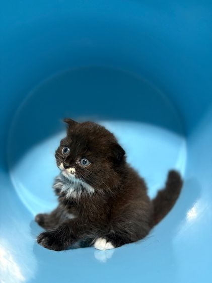 น้องรถถัง รูปที่ 2