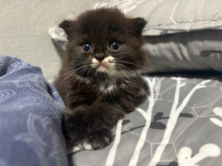 น้องรถถัง รูปที่ 7