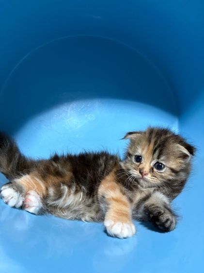 น้องจีจ้า รูปที่ 4