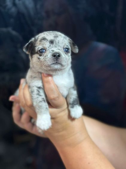 ชิวาว่า