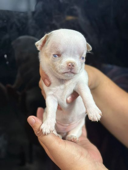 ชิวาว่า รูปที่ 4