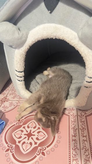 ชิวาว่าไต้หวัน รูปที่ 2