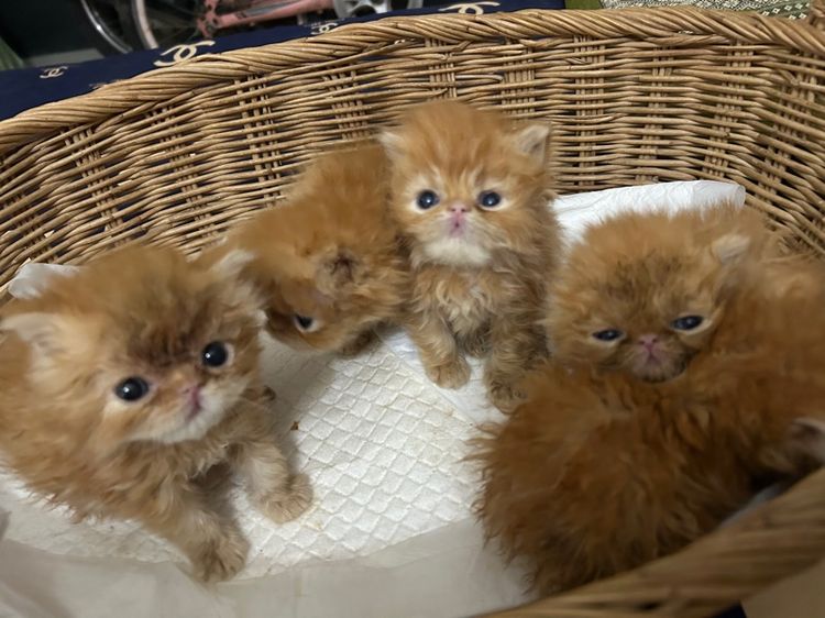 เปิดจองลูกแมวเอ็กโซติกLh รูปที่ 2