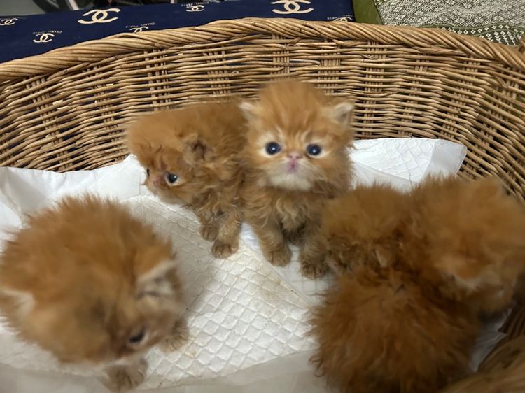 เปิดจองลูกแมวเอ็กโซติกLh รูปที่ 5