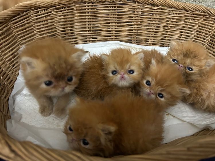 เปิดจองลูกแมวเอ็กโซติกLh