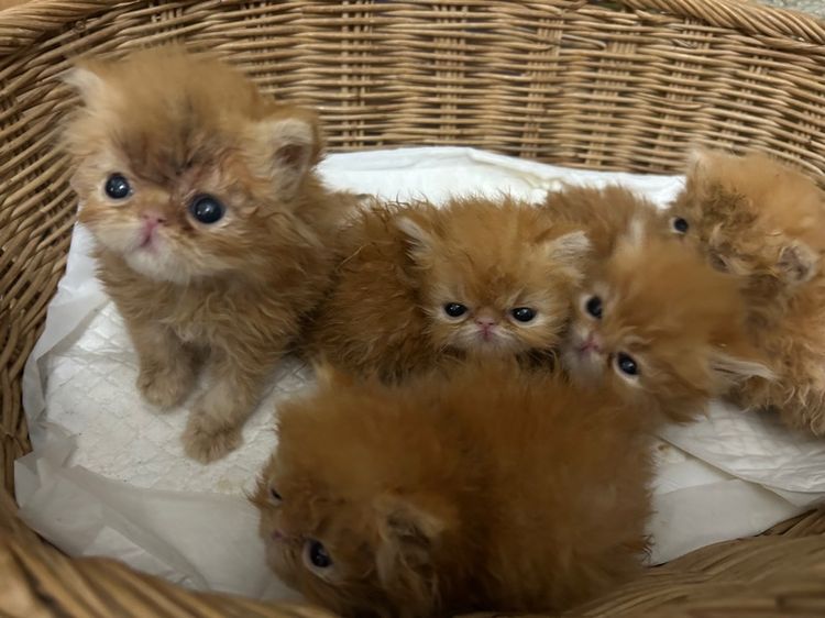เปิดจองลูกแมวเอ็กโซติกLh รูปที่ 6