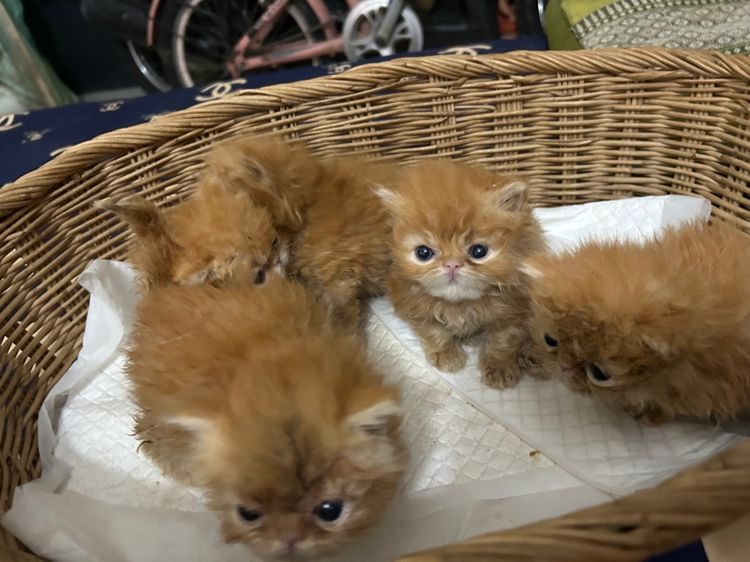 เปิดจองลูกแมวเอ็กโซติกLh รูปที่ 8