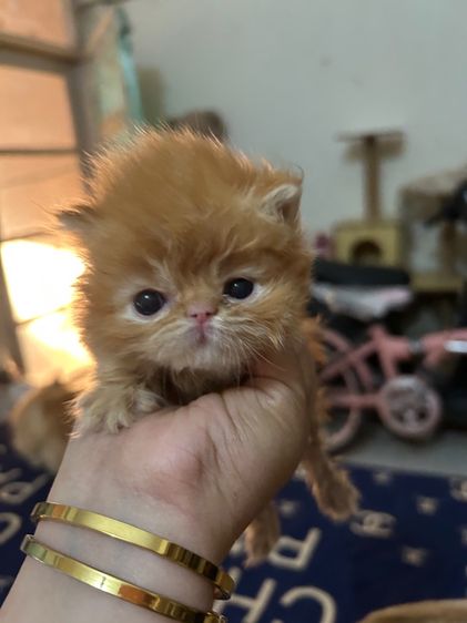 เปิดจองลูกแมวเอ็กโซติกLh รูปที่ 12