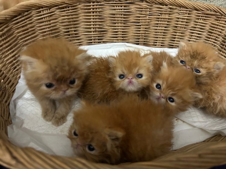 เปิดจองลูกแมวเอ็กโซติกLh รูปที่ 4